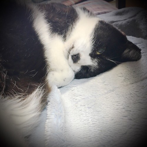 コビちゃん、17歳のお誕生日おめでとう Coby, Happy 17th birthday! #catoftheday#beautifulcat#blackandwhitecat#catsofinst