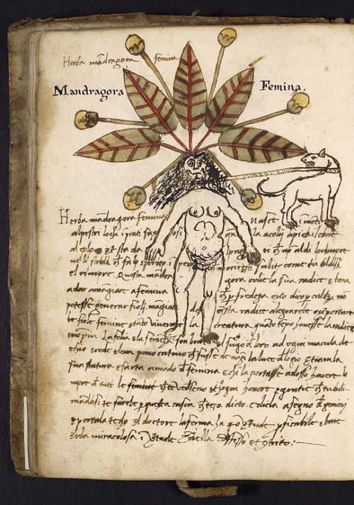 upennmanuscripts: From fols. 38v and 39v of LJS 419 – a 15C Italian herbal – come these 