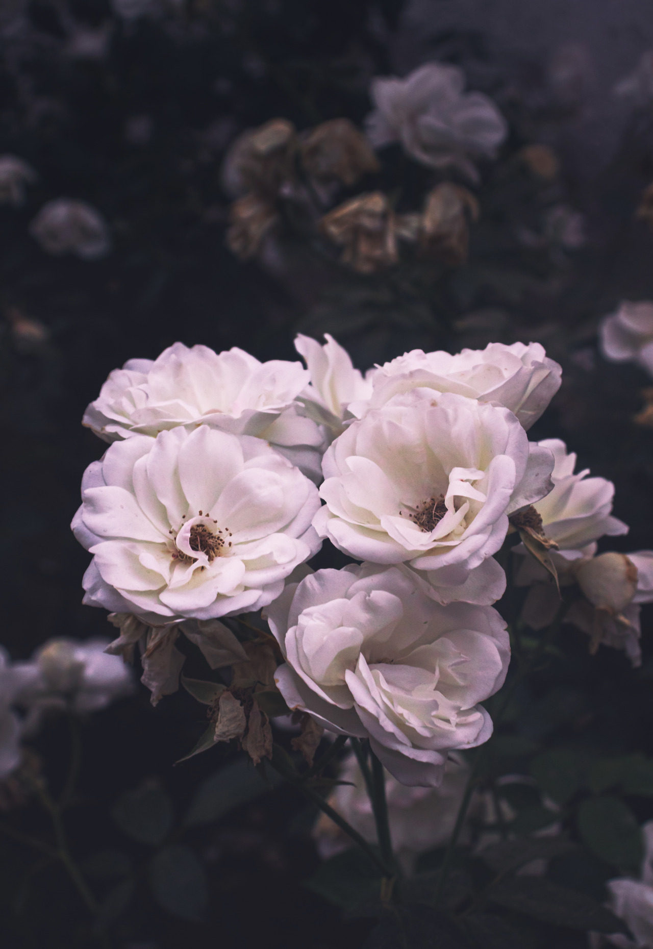 Featured image of post Imagenes Tumblr De Rosas Blancas