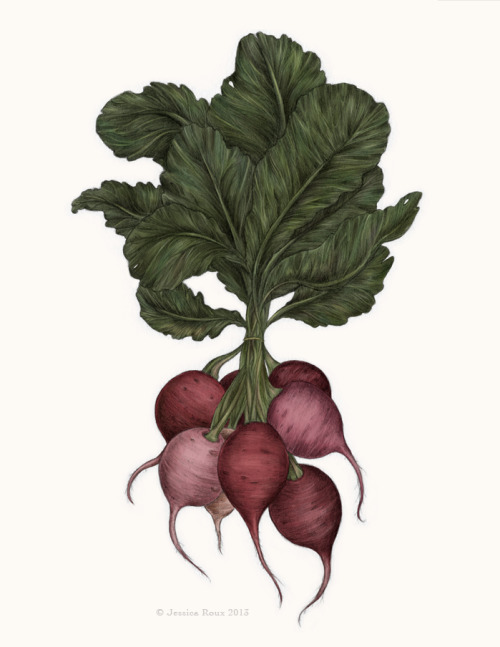 Two spot illustrations of root vegetables: radishes and carrots! Food illustration is a field I&rsqu