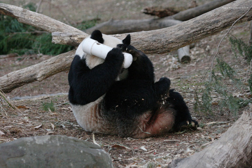 giantpandaphotos:  Mei Xiang at the National adult photos