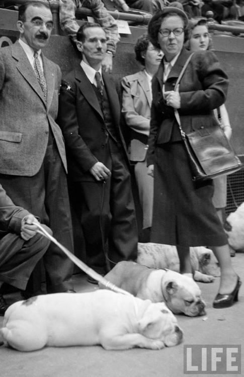 Bulldog down time(George Silk. 1951)