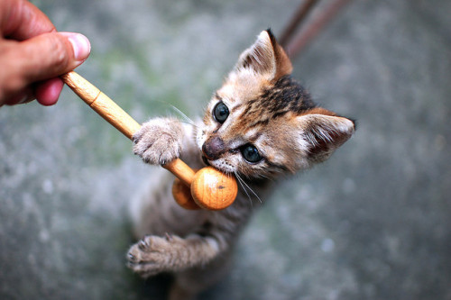 screamcute:  found here!
