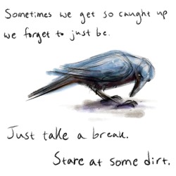 gryggs:  crow advice