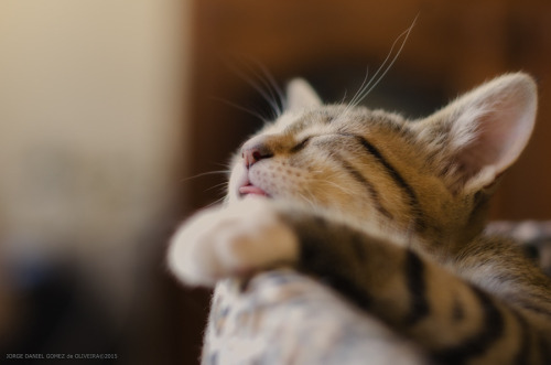 magicalnaturetour:sleeping beauty by Jorge Gomez de Oliveira                        ~ Sweet Dreams b