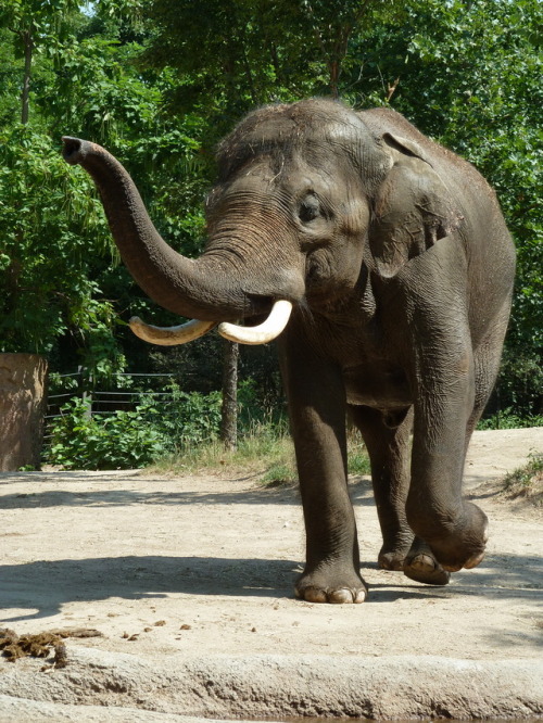 Buncha pics I took at the Saint Louis Zoo when I was like 12. These are my faves.@novemberremedy @bi