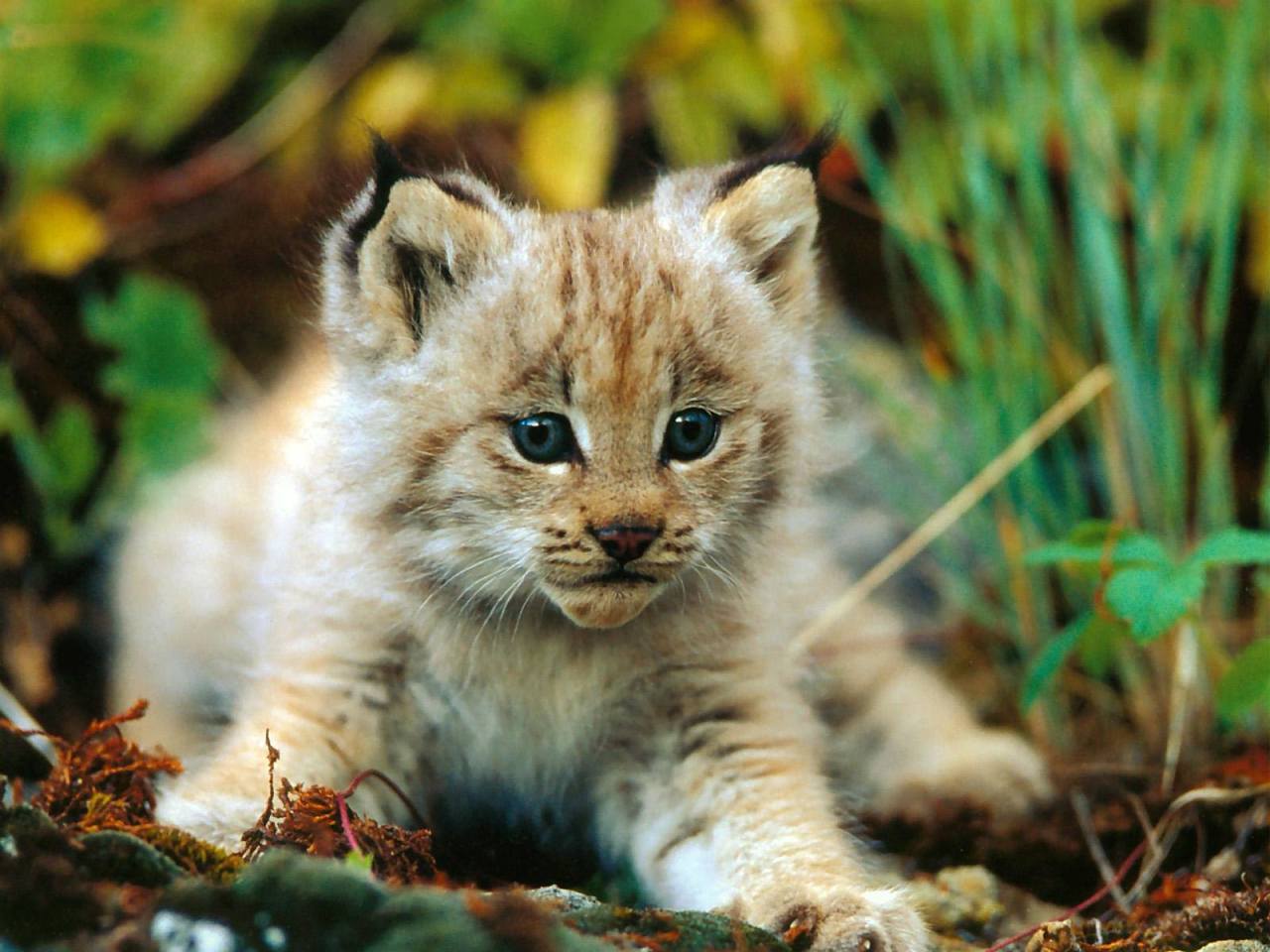 Wild at heart (Lynx cub)