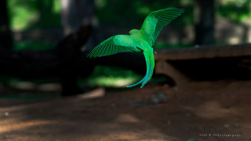 avianawareness:Parrot - Rose-ringed Parakeet by pun2et