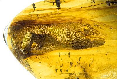 fossilporn: The extinct gekko Yantarogekko balticus in 54 million year old baltic amber.  While