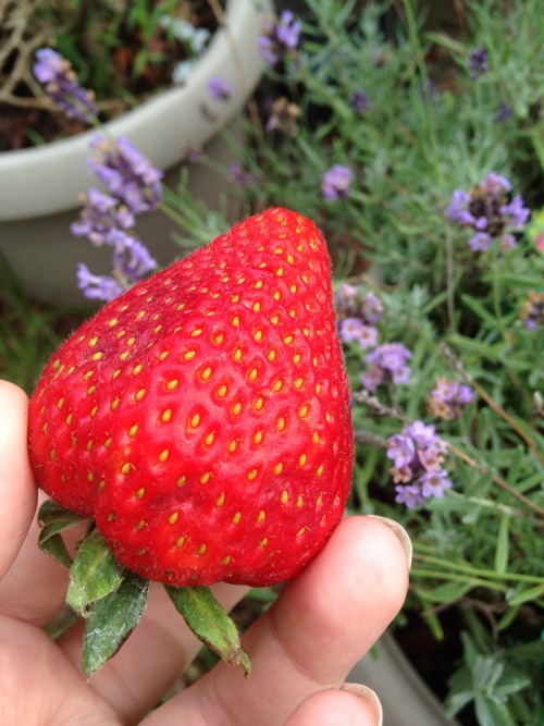 slayboybunny:  everyone stop what you’re doing and look at this beautiful ginormous model strawb i picked today 