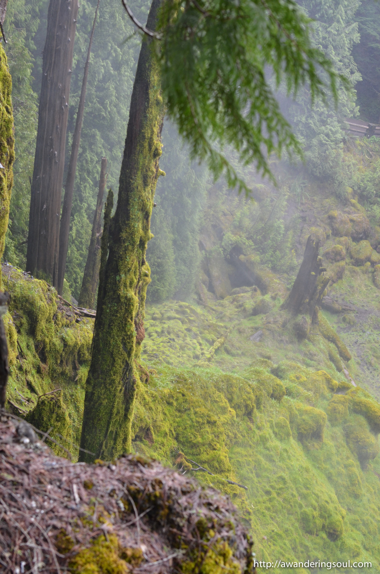 connie-awanderingsoul:  McKenzie River, Oregon 