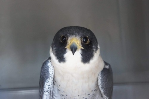 nerdybirdyyyy: Beautiful, resident peregrine falcon. Great photos! What a beautiful peregrine. :)