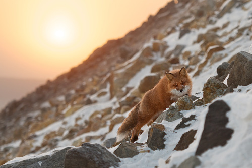 nubbsgalore:
“photos of red foxes by ivan kislov from chukotka, in russia’s far eastern arctic
”