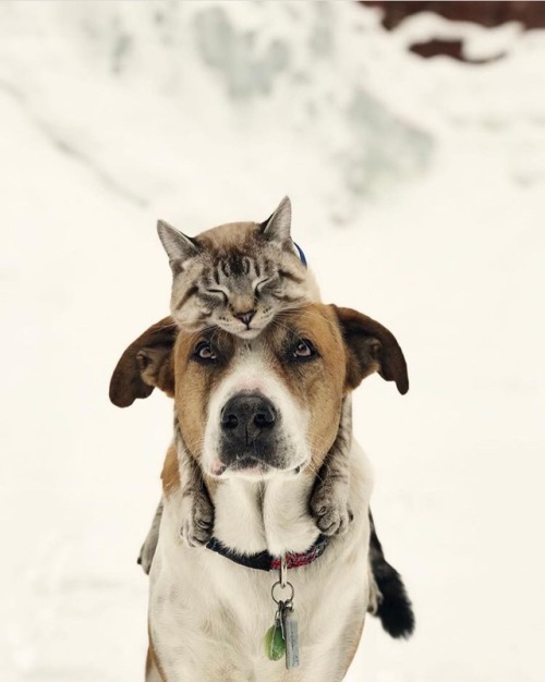 whimsy-by-joja: animals-lovers: (Source) That’s simply love.