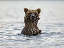 awwww-cute:  Big bear and baby bear (Source: