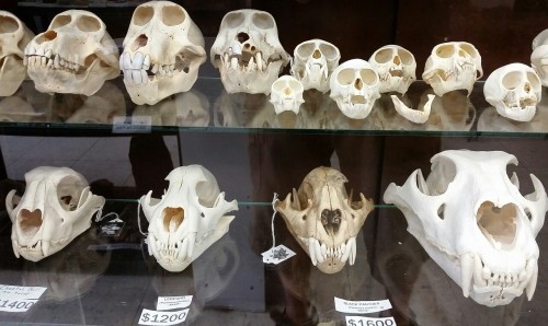 zooophagous:kaleighbytheway:bigpointyears:buy-skulls:Baboons, monkeys, leopards, cheetahs, tigers… j