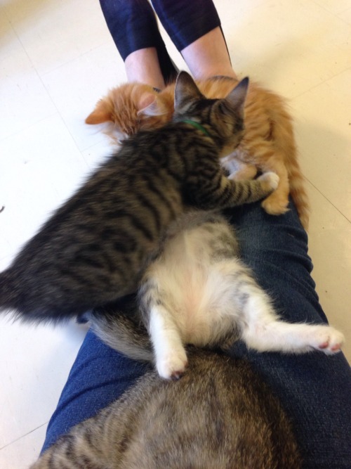 theplaysickkitten: Two years old, but in honor of cute kittens and kitten season, here’s reblo