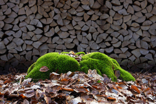 Moss, leaves, firewood by eLKayPics on Flickr.