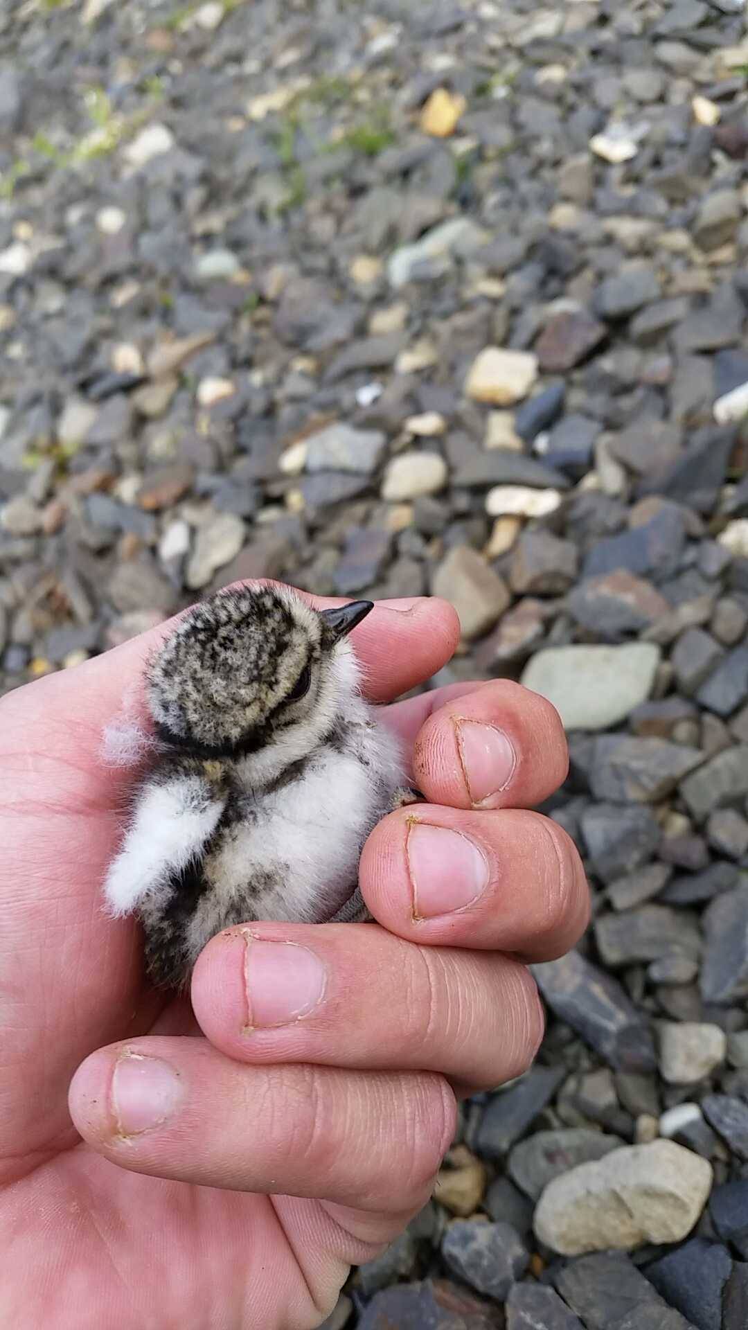 awwww-cute:  Was mowing a lawn when he appeared, brought him to a safe place 