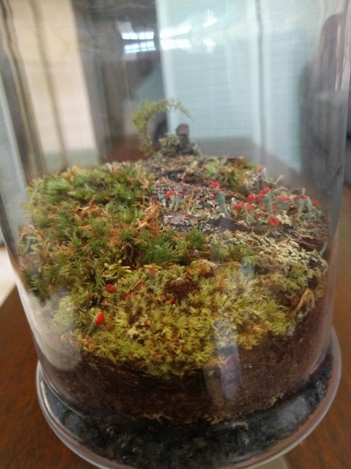 One of my hobbies. I really enjoy making terrariums and decorating them. I made the kodama by mixing