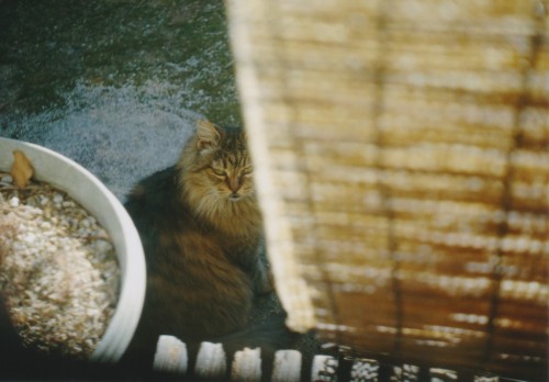 また毎日やってくるようになった地域猫。生き様は顔つきに現れる。