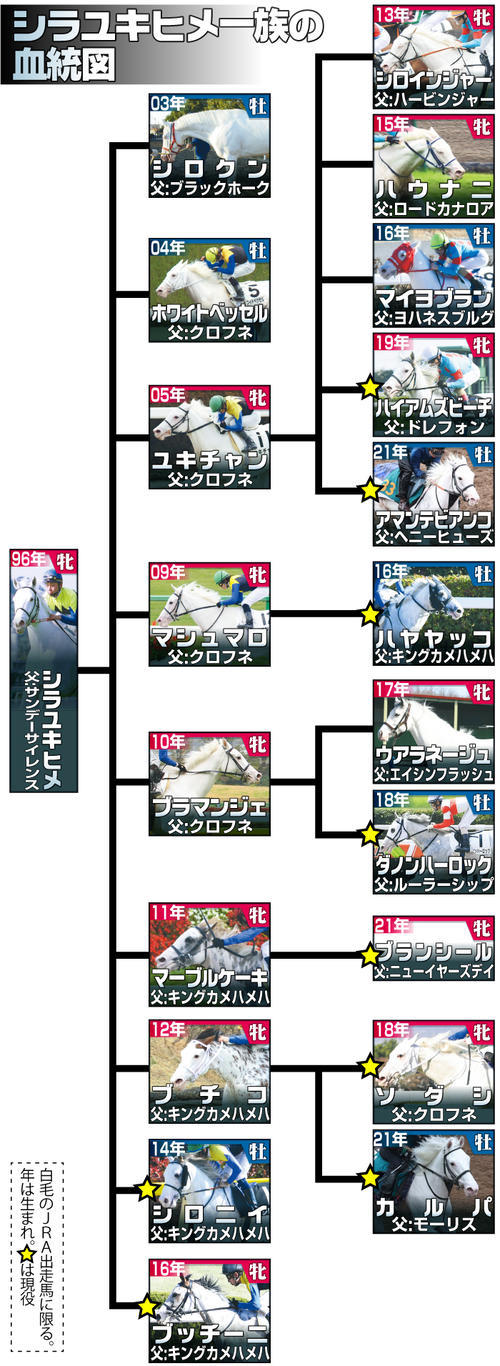 (【血統図】白毛シラユキヒメ一族の系譜　驚異の勝ち上がり率７割超 - 競馬ライブ速報 : 日刊スポーツから)