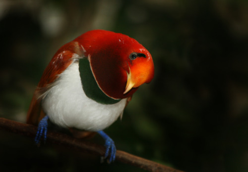 wtxch:  King bird-of-paradise (Cicinnurus regius)