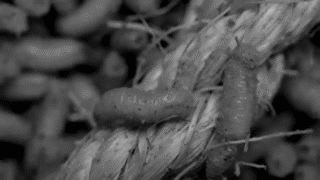 goodmorningm0therfucker:  “Right Wing Of The Garden Triptych” Cradle Of Filth Video