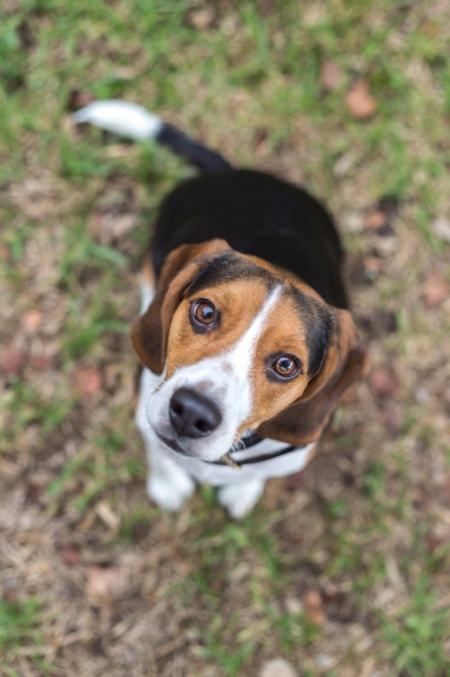 handsome dogs for you in these trying times