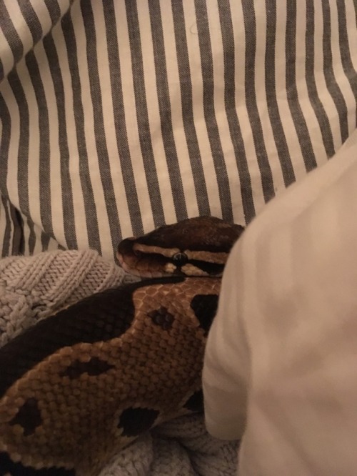 imagineclowders: Smol snek meets big snek