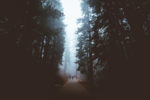 jasonincalifornia: Mystic Sequoia Instagram////Prints