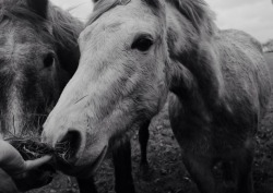 blackdoormagicpotion:  Horses are rad/evil