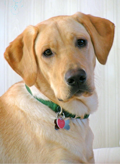 handsomedogs: Blizzard, my Yellow Labrador Retriever, one year old.