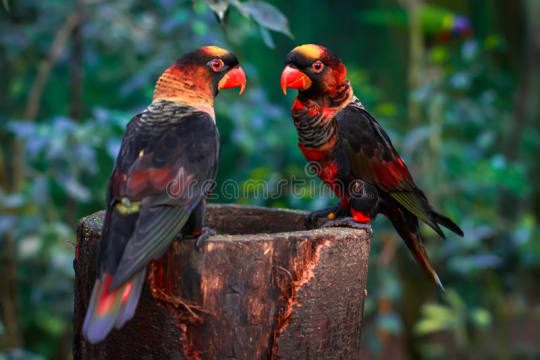 come-forth-into-the-light: flip-thebird:  silverhawk:  the dusky iory……sunset bird????? they literally look like a sunset. absolutely gorgeous   While we’re talking about cool lories, I’d like to introduce you to the Black Lory… Little dragon