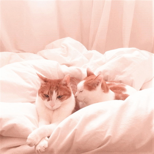 ﹫♡⃗〔 Cat Icons 〕 