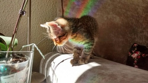 mllesarcasme:  So my baby cat found himself stuck in a rainbow today