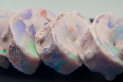 witchedways:  mineralists:  Opalized fossils