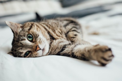 meljammin:Happy International Cat Day Instagram