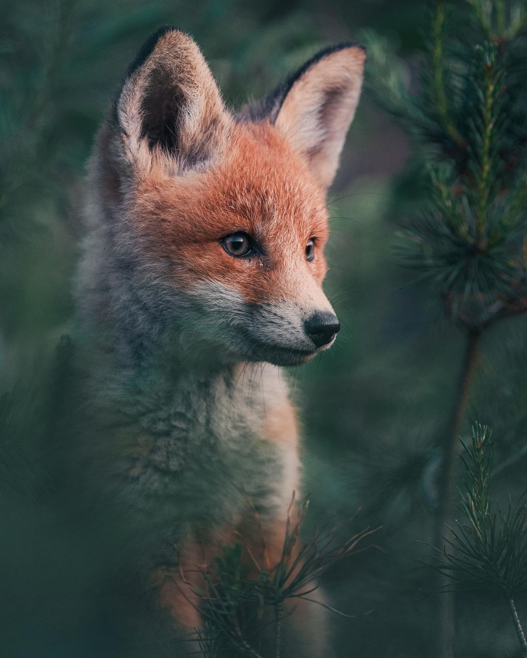 lifes-lens:“Fox Cub” by Konsta Punkka