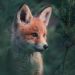 lifes-lens:“Fox Cub” by Konsta Punkka