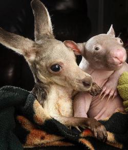 earthandanimals:  Anzac the kangaroo and