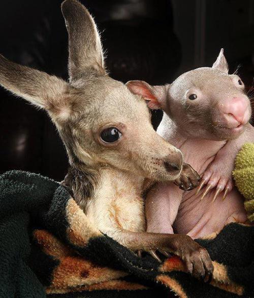 Sex earthandanimals:  Anzac the kangaroo and pictures