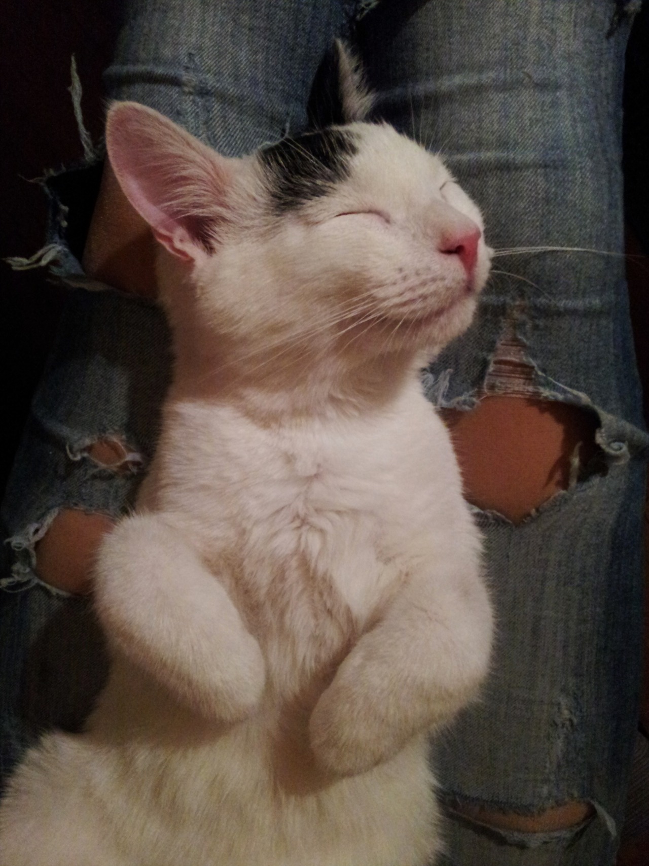 cutest-cats:  My cat Mini!  I told Jon he has to get a new apartment that allows