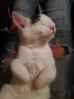 cutest-cats:  My cat Mini!  I told Jon he