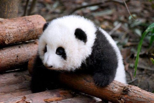 giantpandaphotos:He Hua at the Chengdu Research Base of Giant Panda Breeding.© Happy Panda.