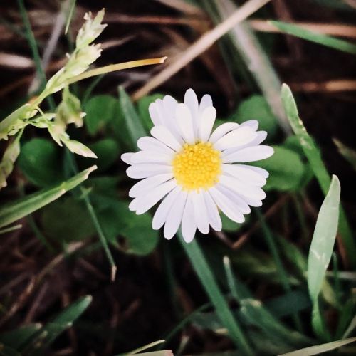 #daisy #miniflowers  https://www.instagram.com/p/CBE6F0gDti6/?igshid=1m88eyqhue19w