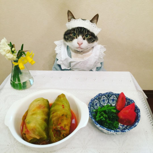 archiemcphee: Caturday + Cosplay = meal time porn pictures