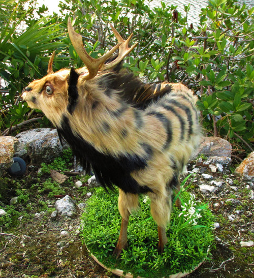 A Little Kirin~