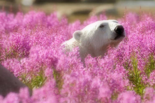 landscape-photo-graphy: Adorable Polar Bear Plays in Flower Fields Canadian photographer Dennis Fast