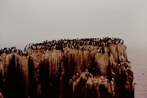 Common Murre (Uria aalge)© Paul Waton